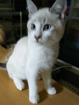 猫のテラスハウス｜愛知県春日井市の子猫直販売は「猫のテラスハウス」へ　　マンチカン