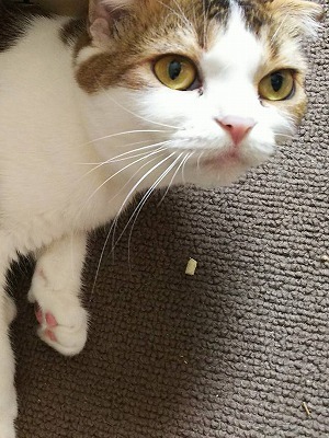 愛知県春日井市の猫販売・猫カフェ｜猫のテラスハウスの猫カフェの猫　スコティッシュフォールドの杏里ちゃん
