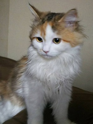 愛知県春日井市の猫販売・猫カフェ｜猫のテラスハウスの猫カフェの猫　マンチカンのミューちゃん