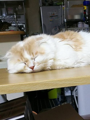 愛知県春日井市の猫販売・猫カフェ｜猫のテラスハウスの猫カフェの猫　スコティッシュフォールドのしゅーくん