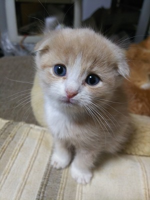 猫のテラスハウス｜愛知県春日井市の子猫直販売は「猫のテラスハウス」へ　　スコティッシュフォールド