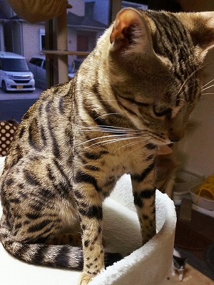 愛知県春日井市の猫販売・猫カフェ｜猫のテラスハウスの猫カフェの猫　ベンガルのディーゼル君