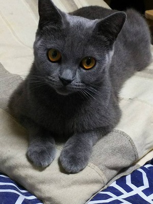 愛知県春日井市の猫販売・猫カフェ｜猫のテラスハウスの猫カフェの猫　ブリティッシュショートヘアのさくらちゃん